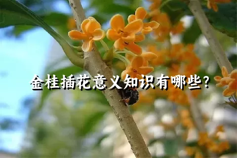 金桂插花意义知识有哪些？