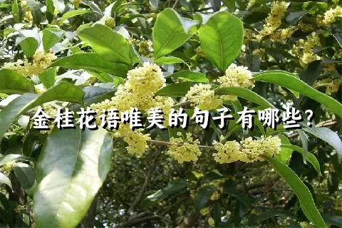 金桂花语唯美的句子有哪些？