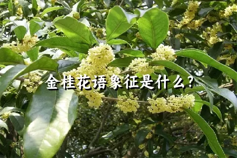 金桂花语象征是什么？