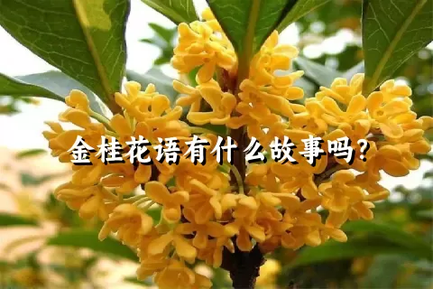 金桂花语有什么故事吗？