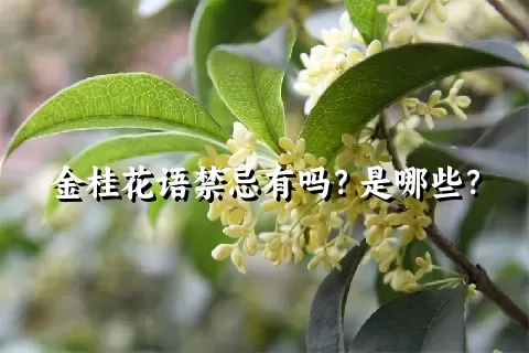 金桂花语禁忌有吗？是哪些？