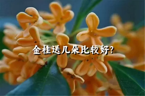 金桂送几朵比较好？