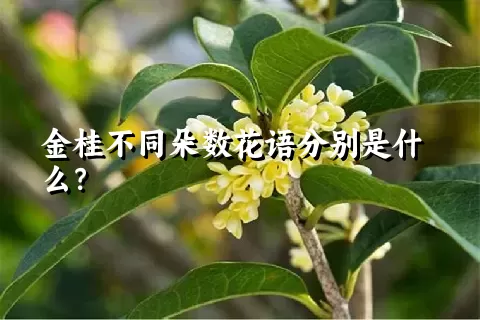 金桂不同朵数花语分别是什么？