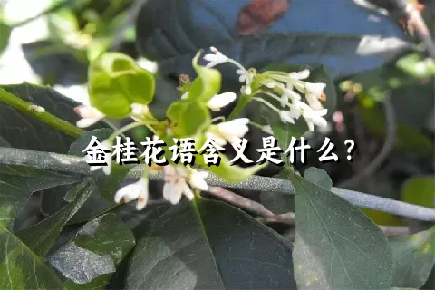 金桂花语含义是什么？