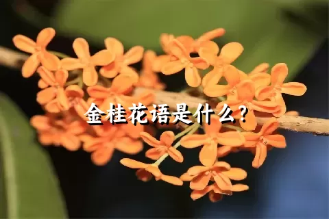 金桂花语是什么？