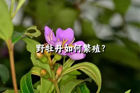 野牡丹如何繁殖？