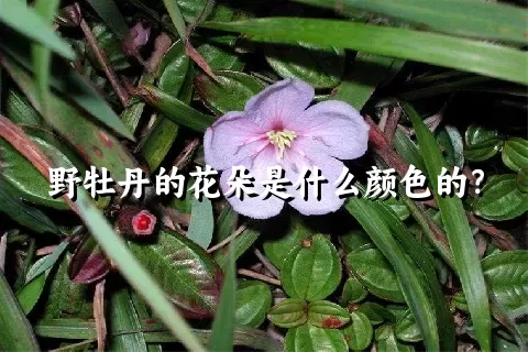 野牡丹的花朵是什么颜色的？