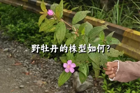 野牡丹的株型如何？