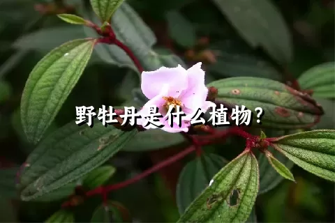 野牡丹是什么植物？