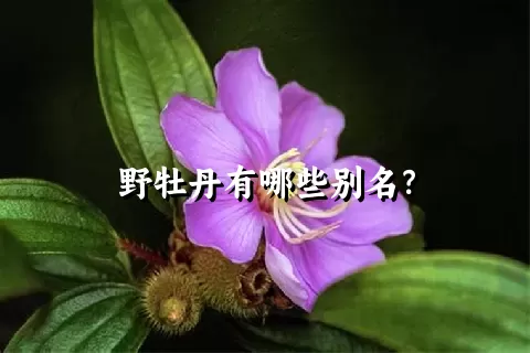 野牡丹有哪些别名？