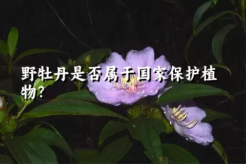 野牡丹是否属于国家保护植物？