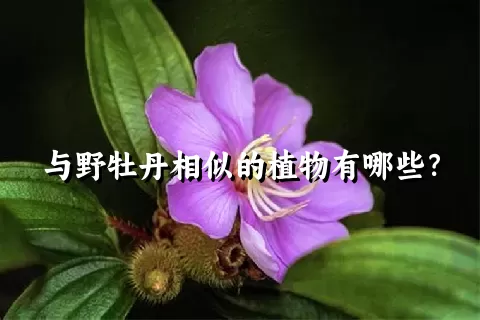 与野牡丹相似的植物有哪些？