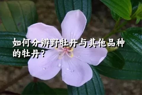 如何分辨野牡丹与其他品种的牡丹？