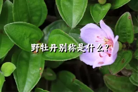 野牡丹别称是什么？