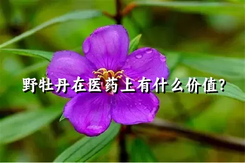 野牡丹在医药上有什么价值？