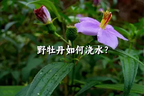 野牡丹如何浇水？