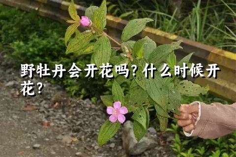 野牡丹会开花吗？什么时候开花？