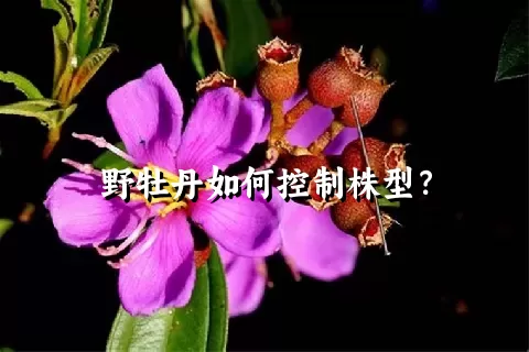 野牡丹如何控制株型？