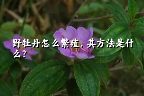 野牡丹怎么繁殖，其方法是什么？