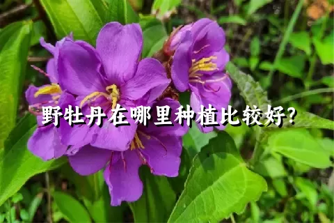 野牡丹在哪里种植比较好？