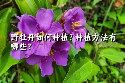 野牡丹如何种植？种植方法有哪些？