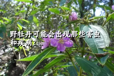 野牡丹可能会出现那些害虫和疾病？