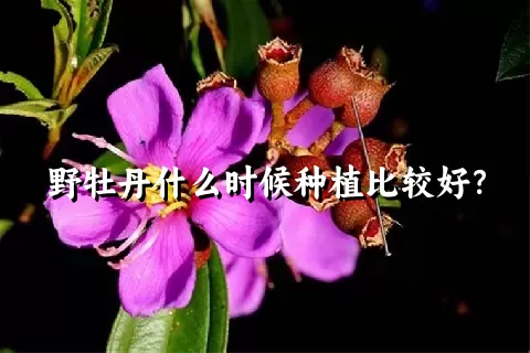 野牡丹什么时候种植比较好？