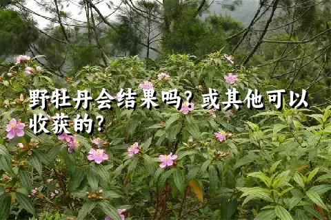 野牡丹会结果吗？或其他可以收获的？