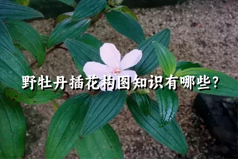 野牡丹插花构图知识有哪些？