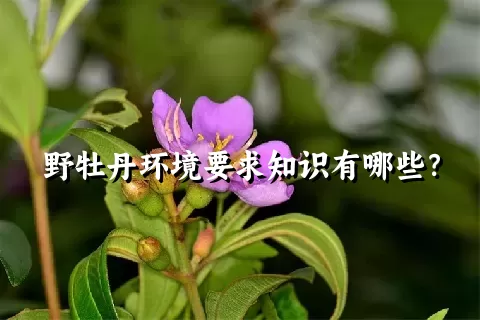 野牡丹环境要求知识有哪些？