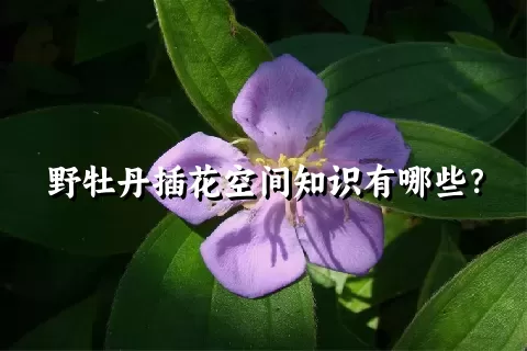 野牡丹插花空间知识有哪些？