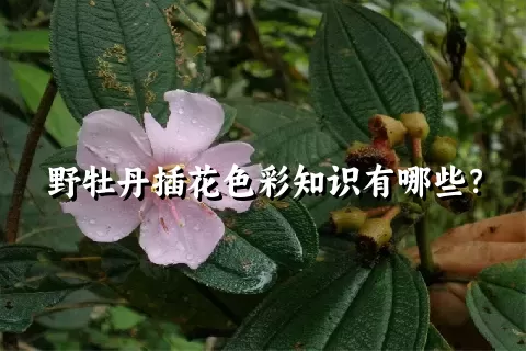 野牡丹插花色彩知识有哪些？