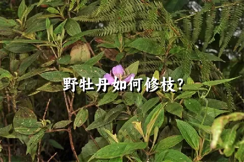 野牡丹如何修枝？