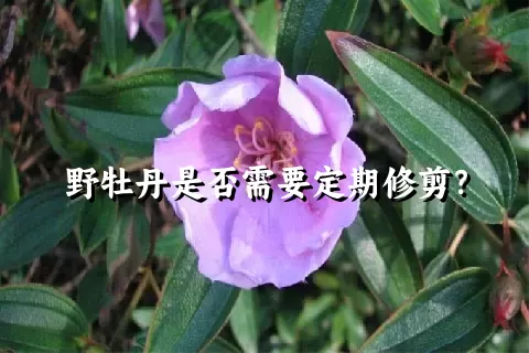 野牡丹是否需要定期修剪？