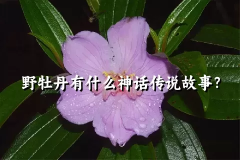 野牡丹有什么神话传说故事？