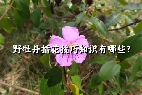 野牡丹插花技巧知识有哪些？