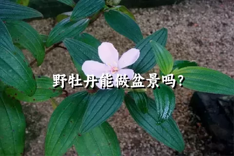 野牡丹能做盆景吗？