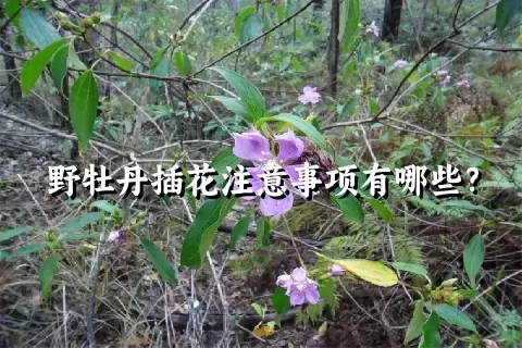 野牡丹插花注意事项有哪些？