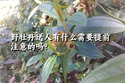 野牡丹送人有什么需要提前注意的吗？