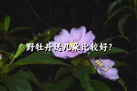 野牡丹送几朵比较好？