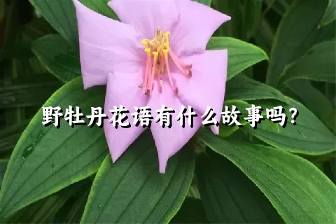 野牡丹花语有什么故事吗？