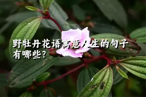 野牡丹花语寓意人生的句子有哪些？