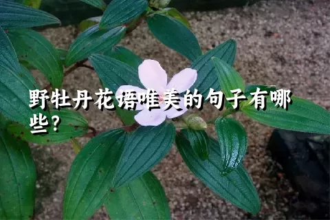 野牡丹花语唯美的句子有哪些？