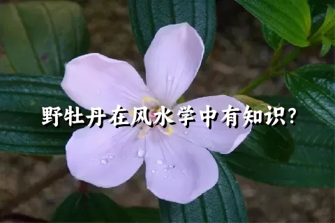 野牡丹在风水学中有知识？