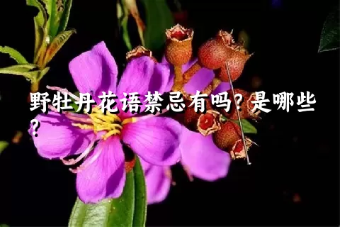 野牡丹花语禁忌有吗？是哪些？