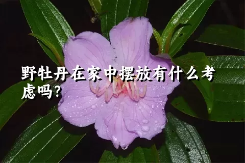 野牡丹在家中摆放有什么考虑吗？