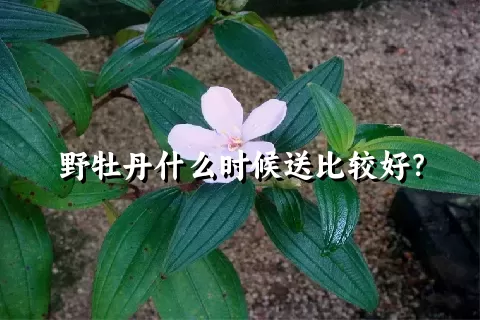 野牡丹什么时候送比较好？