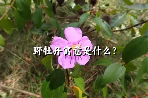 野牡丹寓意是什么？