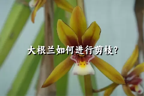 大根兰如何进行剪枝？