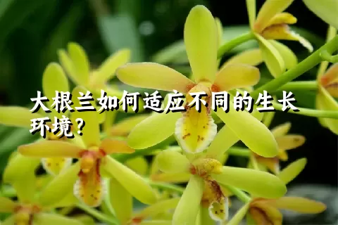 大根兰如何适应不同的生长环境？